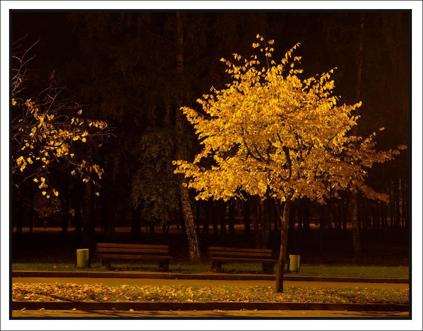 фото "ночное золото осени" метки: пейзаж, ночь, осень