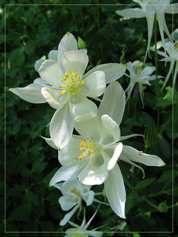 photo "***" tags: nature, flowers
