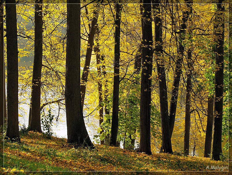 photo "Gold Autumn" tags: landscape, autumn