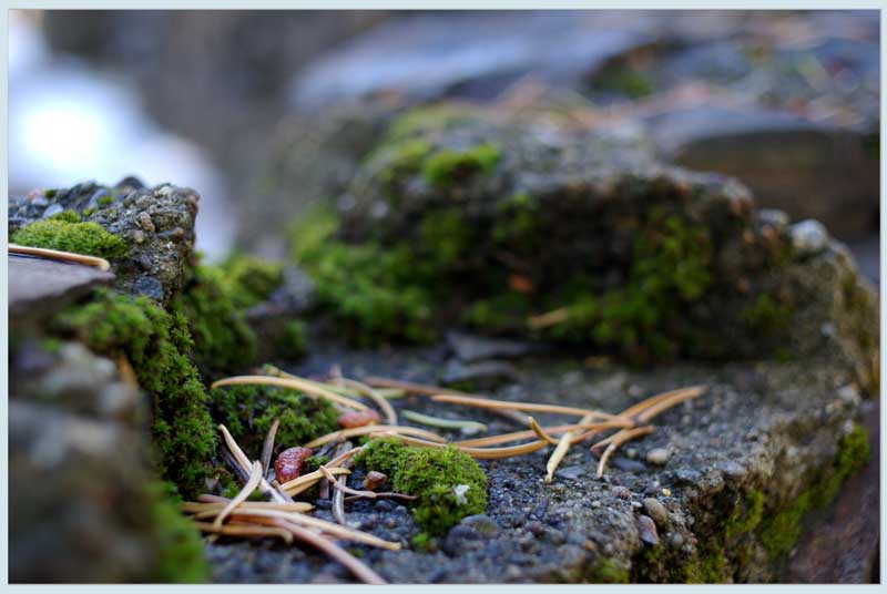 фото "Moss in the forest" метки: пейзаж, лес, осень