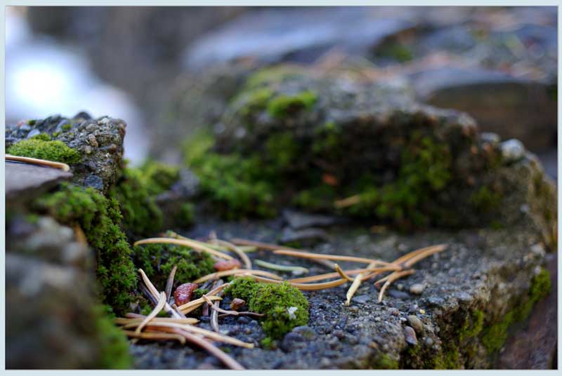 photo "Moss in the forest" tags: landscape, autumn, forest