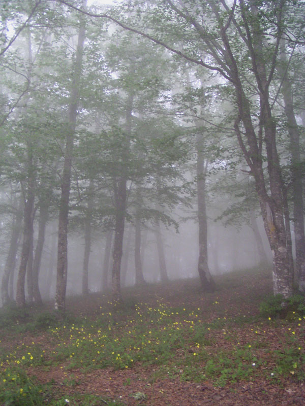 photo "Autumn fog" tags: landscape, nature, autumn, flowers