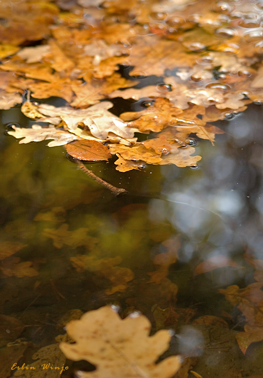 photo "Золото осени" tags: landscape, 