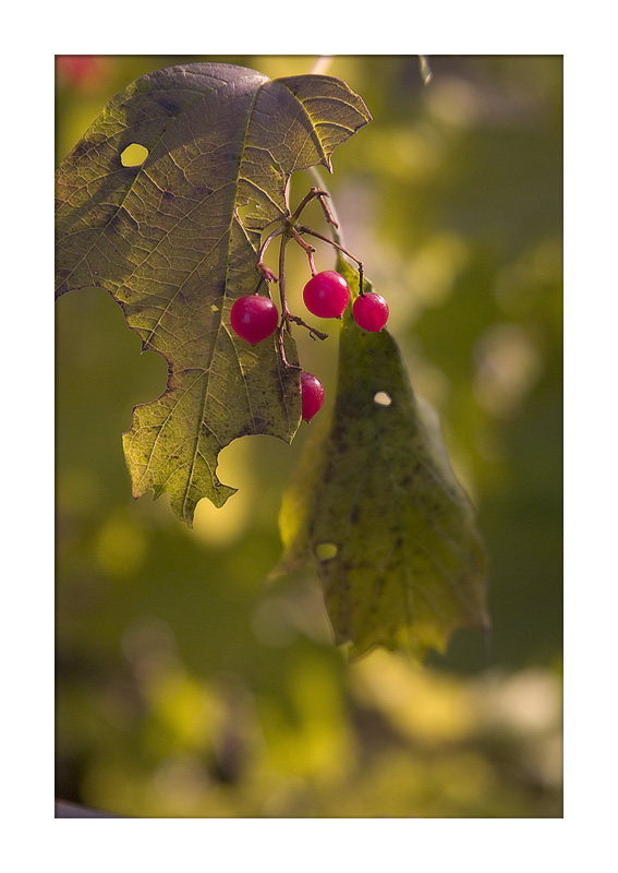 фото "Осенний этюд" метки: природа, цветы