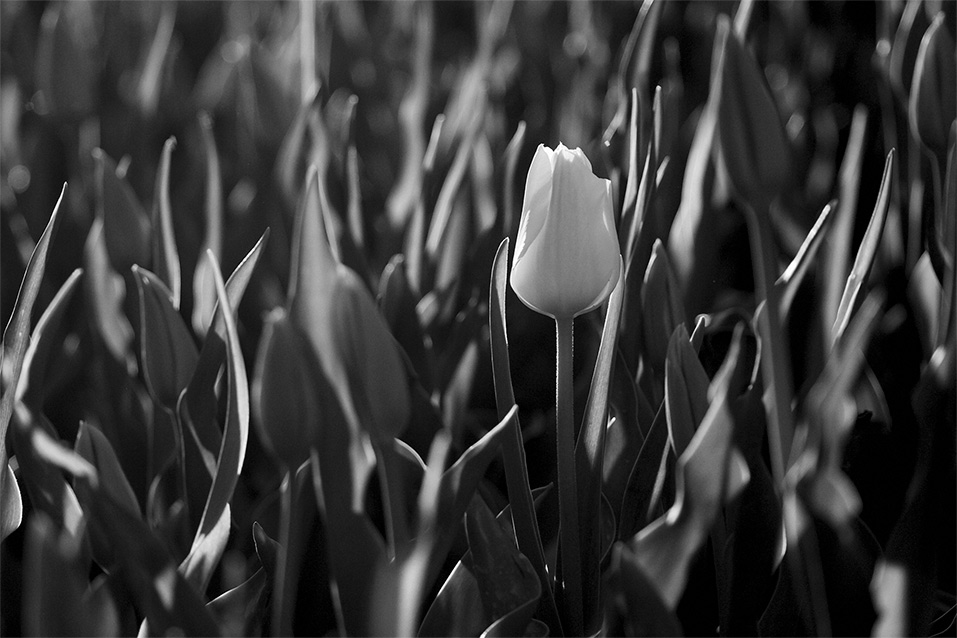 photo "The One" tags: nature, black&white, flowers