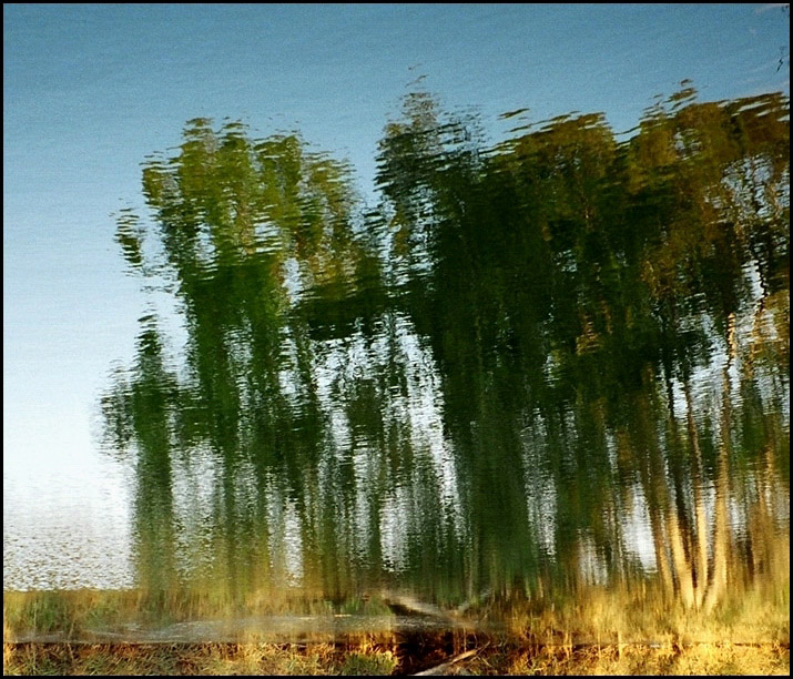 photo "Trees on the river bank." tags: nature, landscape, water