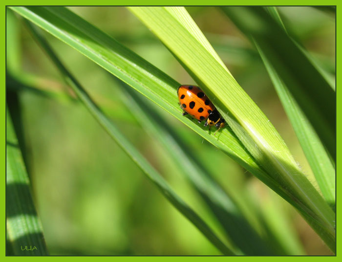 photo "***" tags: macro and close-up, 