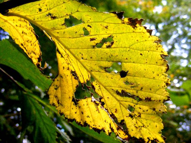 photo "Golden autumn." tags: nature, flowers