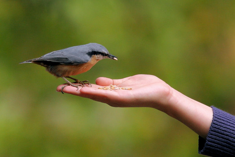 photo "Breadwinner" tags: nature, wild animals