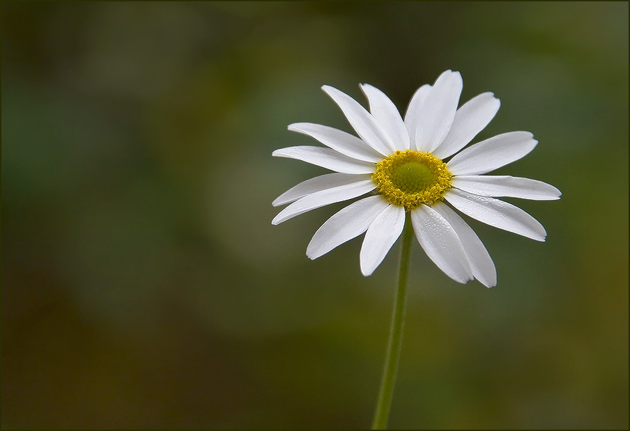 photo "***" tags: nature, macro and close-up, flowers