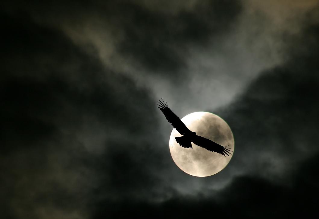 photo "Moon flight" tags: nature, wild animals