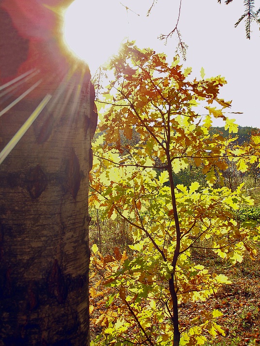 photo "***" tags: landscape, autumn