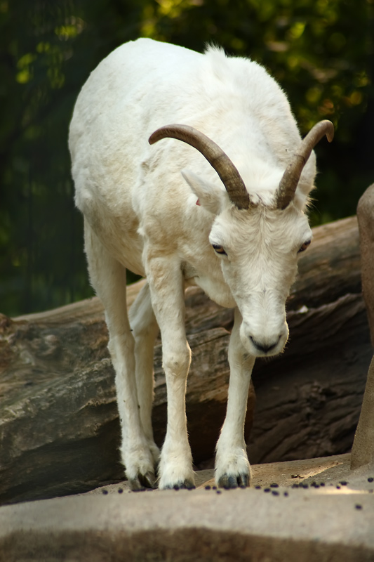 photo "***" tags: travel, nature, Europe, wild animals