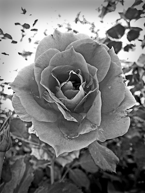 photo "Gray 6" tags: nature, black&white, flowers