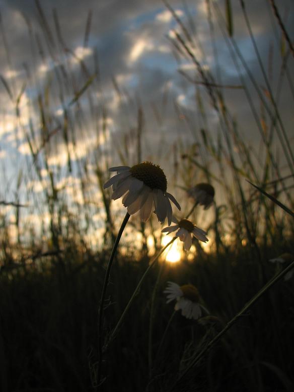 photo "***" tags: landscape, nature, flowers, sunset