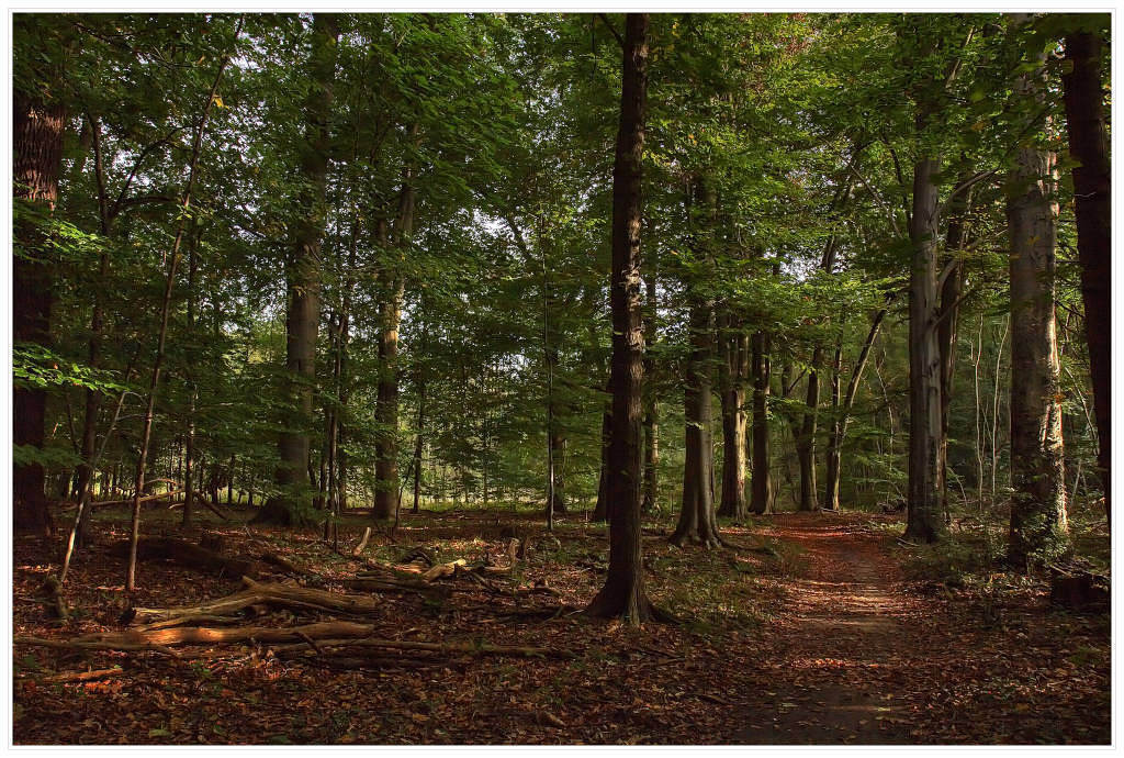 photo "forest walk" tags: landscape, autumn