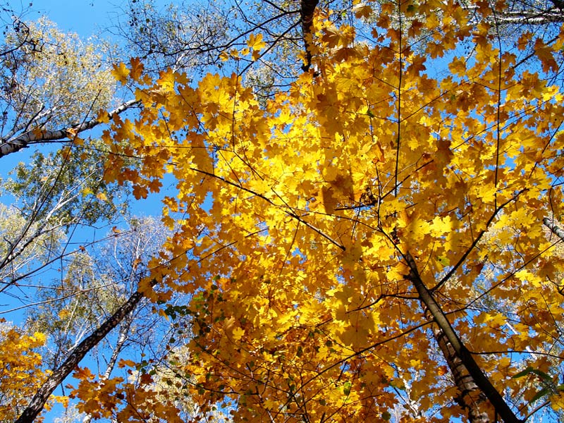 photo "***" tags: landscape, forest