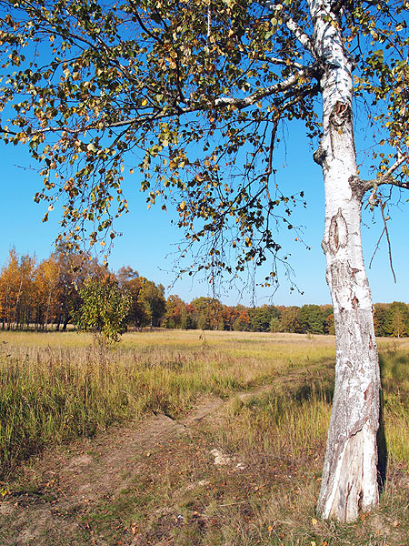 photo "***" tags: landscape, autumn