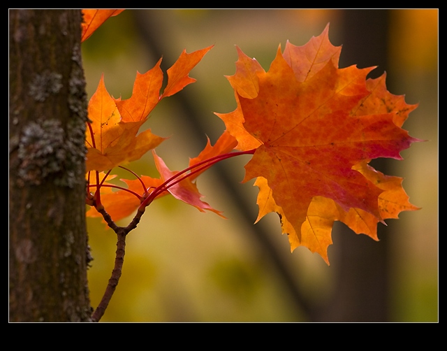 photo "Fall is ..." tags: landscape, nature, flowers