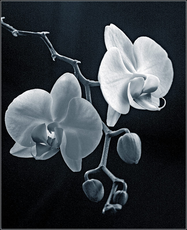 фото "***" метки: черно-белые, природа, цветы
