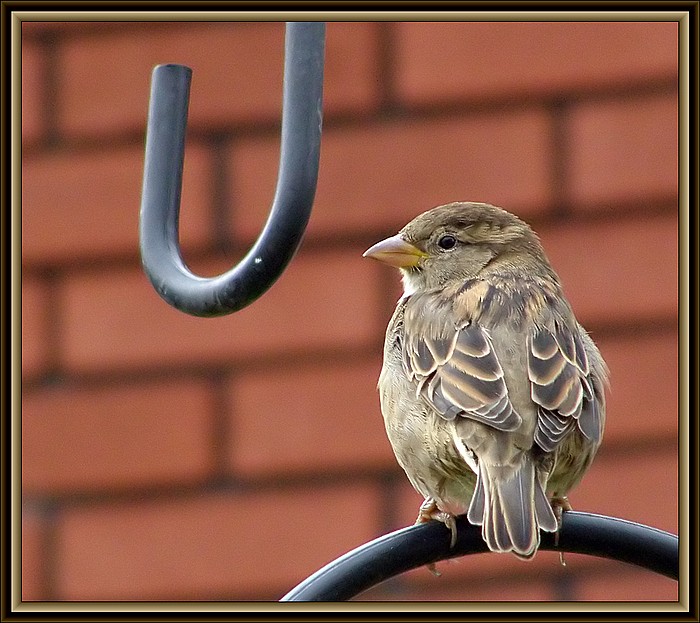 photo "Resting Bird" tags: nature, 