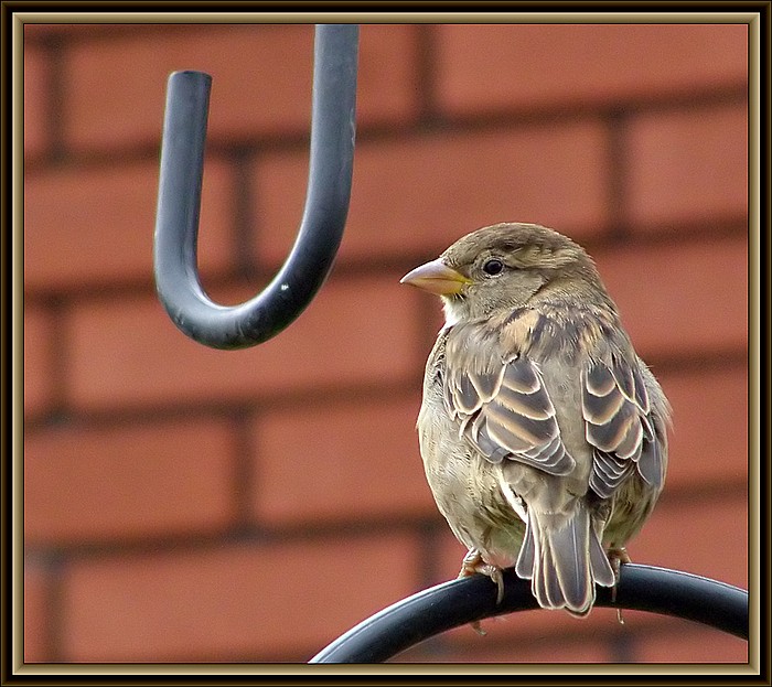 фото "Resting Bird" метки: природа, 