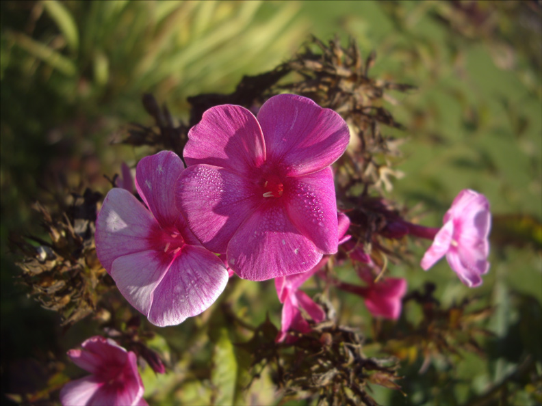 photo "***" tags: landscape, nature, autumn, flowers