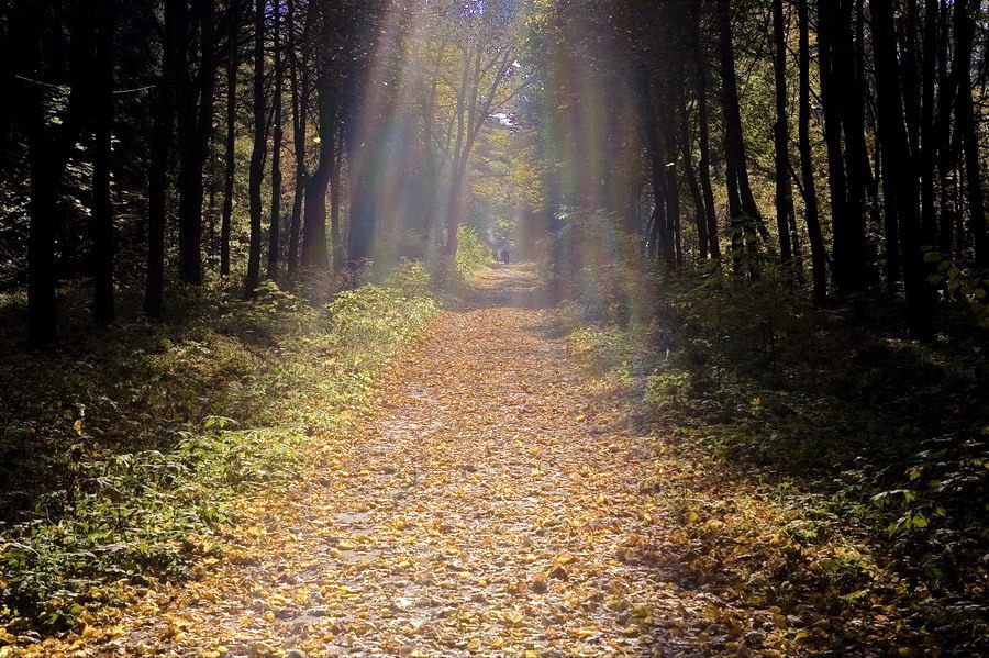 photo "***" tags: landscape, autumn, forest