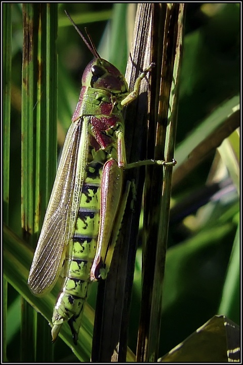 photo "The last insect)" tags: macro and close-up, nature, insect