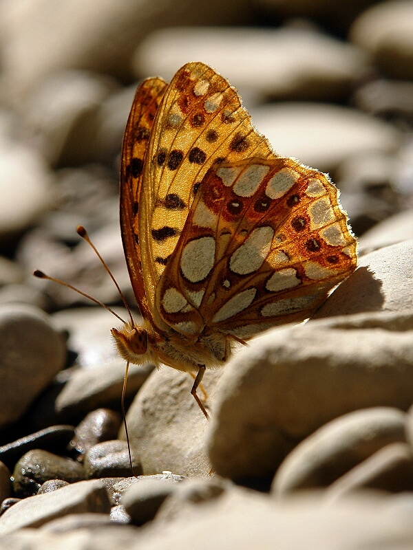 photo "***" tags: macro and close-up, 