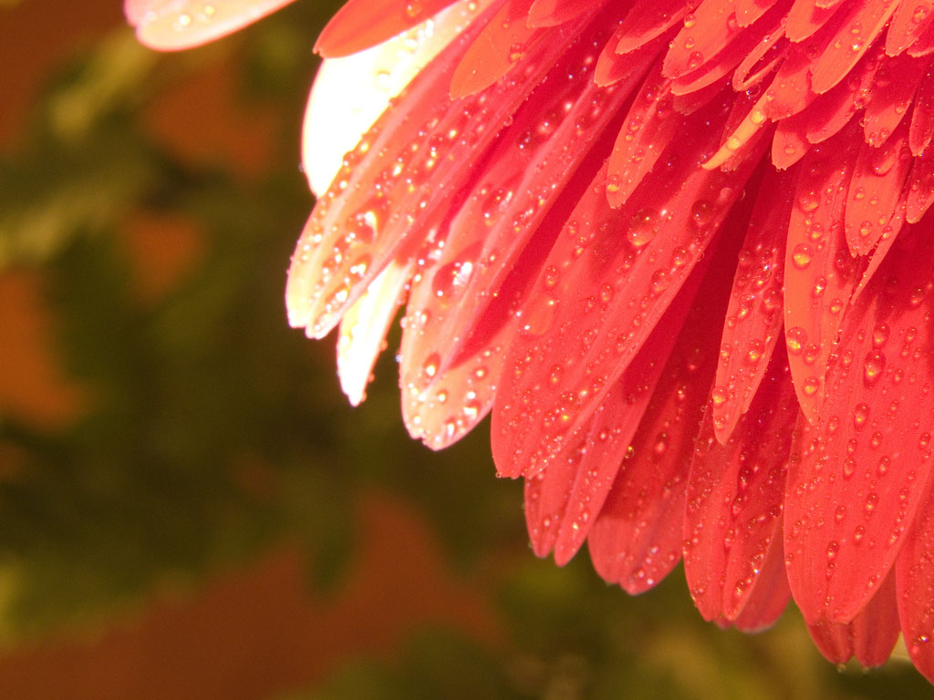 photo "Macro 2" tags: nature, macro and close-up, 