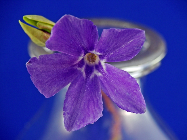 photo "Periwinkle in a Bottle" tags: nature, macro and close-up, flowers