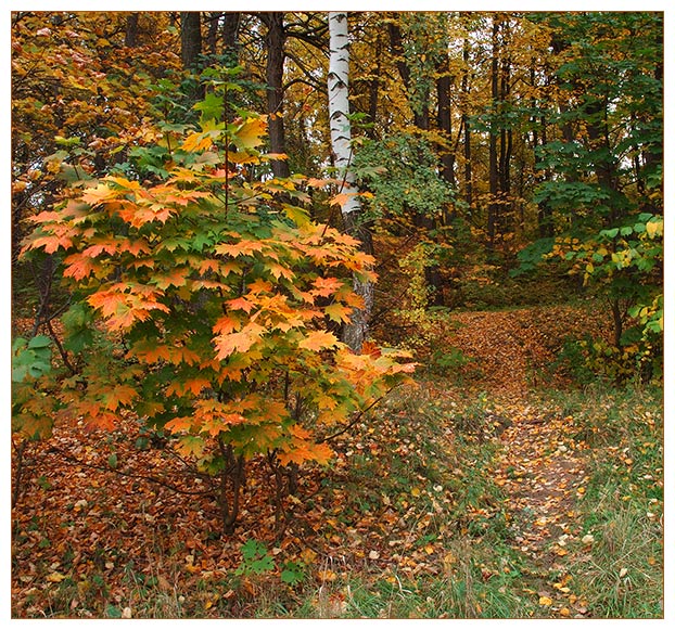 фото "Тропинка в осень" метки: природа, 