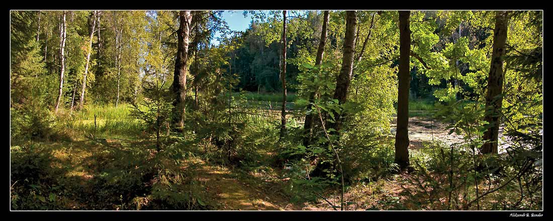 photo "***" tags: landscape, forest