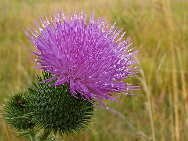 фото "The thistle" метки: природа, макро и крупный план, цветы