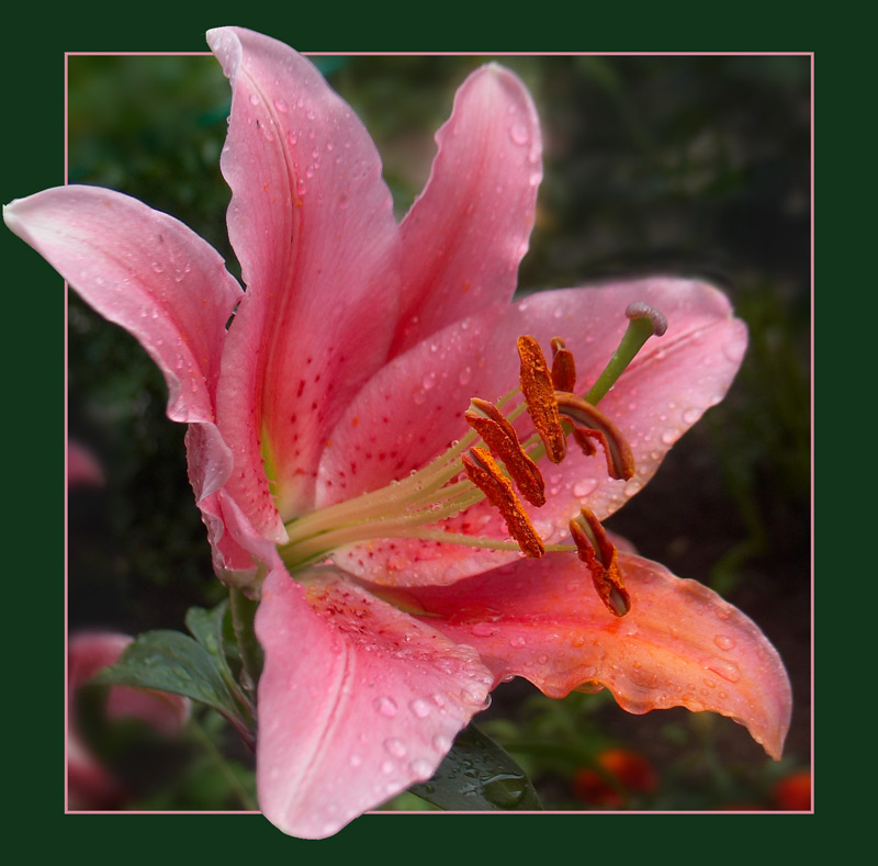 photo "After rain 2" tags: nature, macro and close-up, flowers