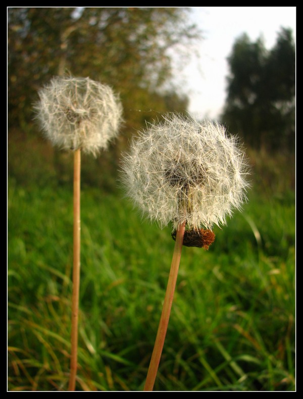 photo "Low-balls" tags: nature, macro and close-up, flowers