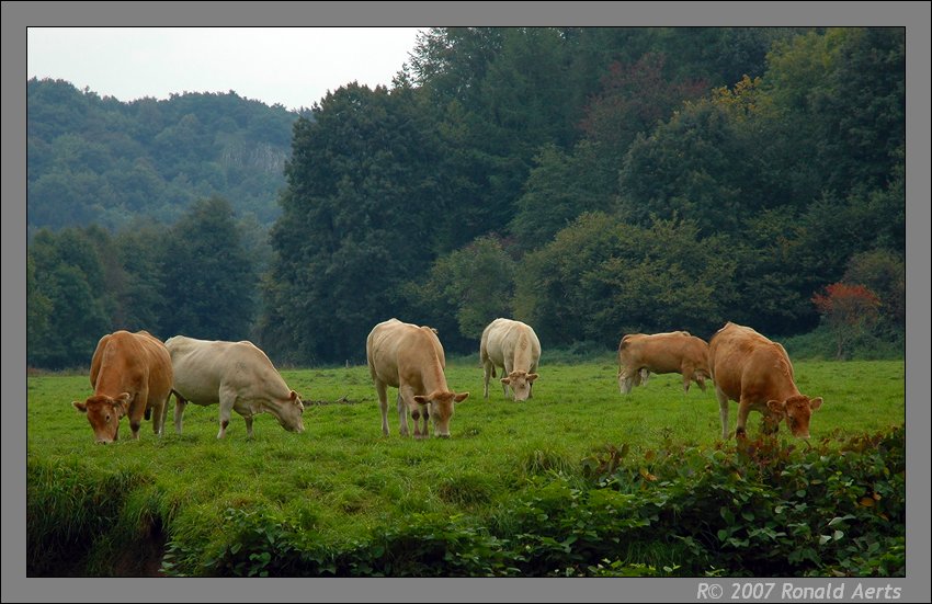 фото "What to do on this grey day? (Barveaux)" метки: путешествия, природа, Европа, домашние животные