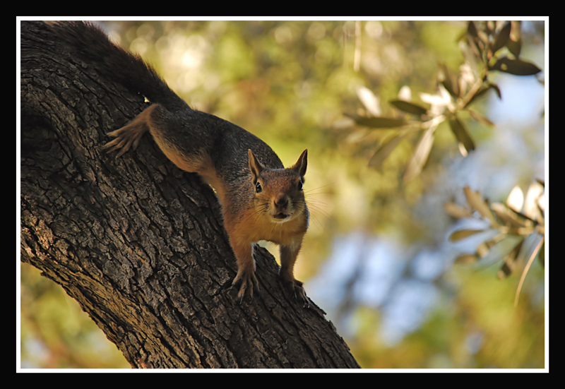 photo "Have a nut?" tags: nature, wild animals