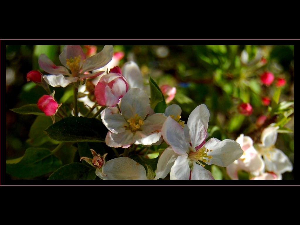 photo "***" tags: nature, flowers