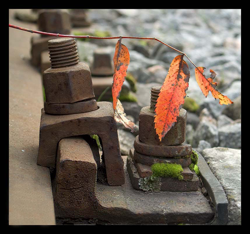 photo "Railway fall" tags: landscape, macro and close-up, autumn