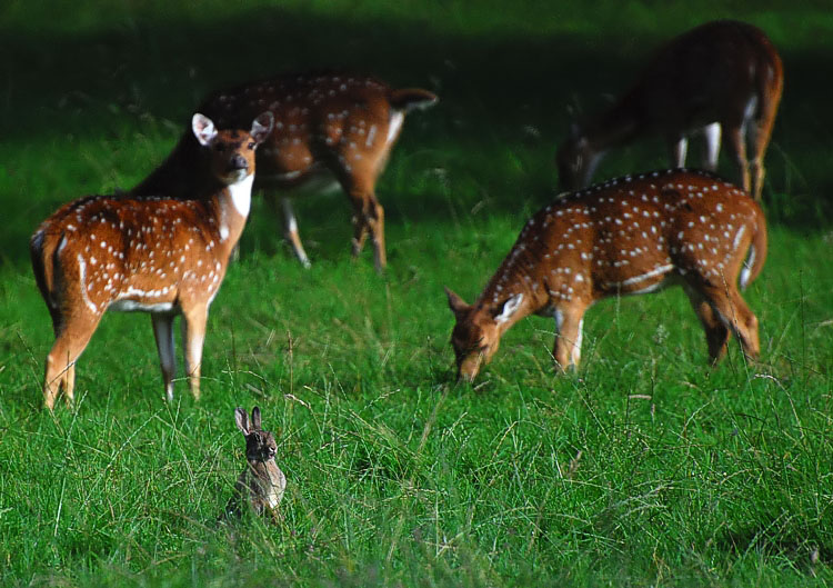 photo "Guarding rabbit" tags: nature, wild animals