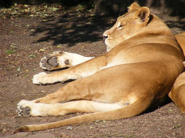 фото "Africa." метки: природа, 