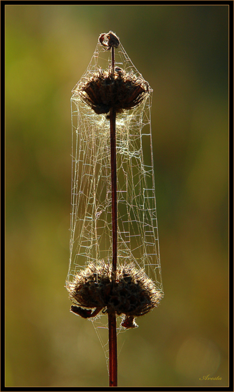 photo "Sail autumn" tags: macro and close-up, abstract, 