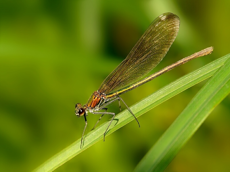 photo "***" tags: macro and close-up, 