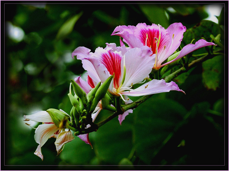 photo "Bauhinia. Pink melody." tags: nature, flowers