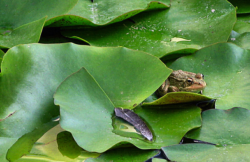 фото "The little frog" метки: природа, домашние животные