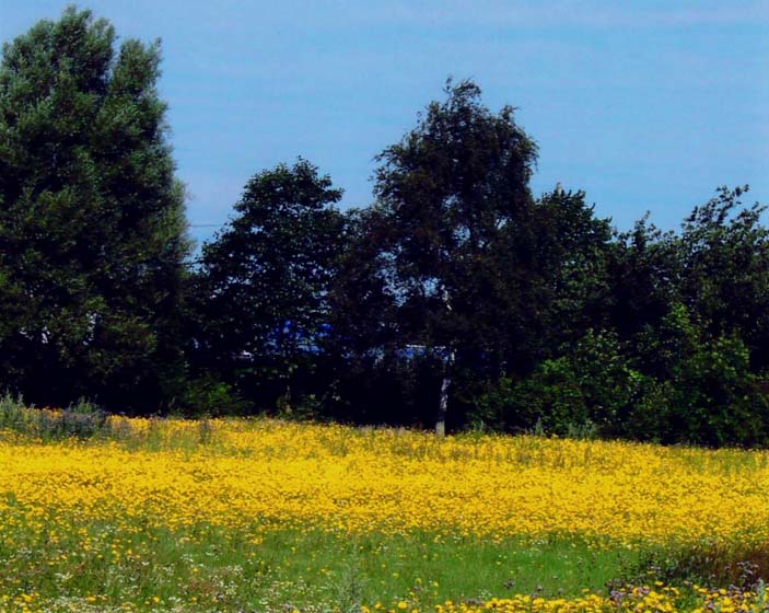 фото "Wild Flower Meadow" метки: пейзаж, природа, лето, цветы