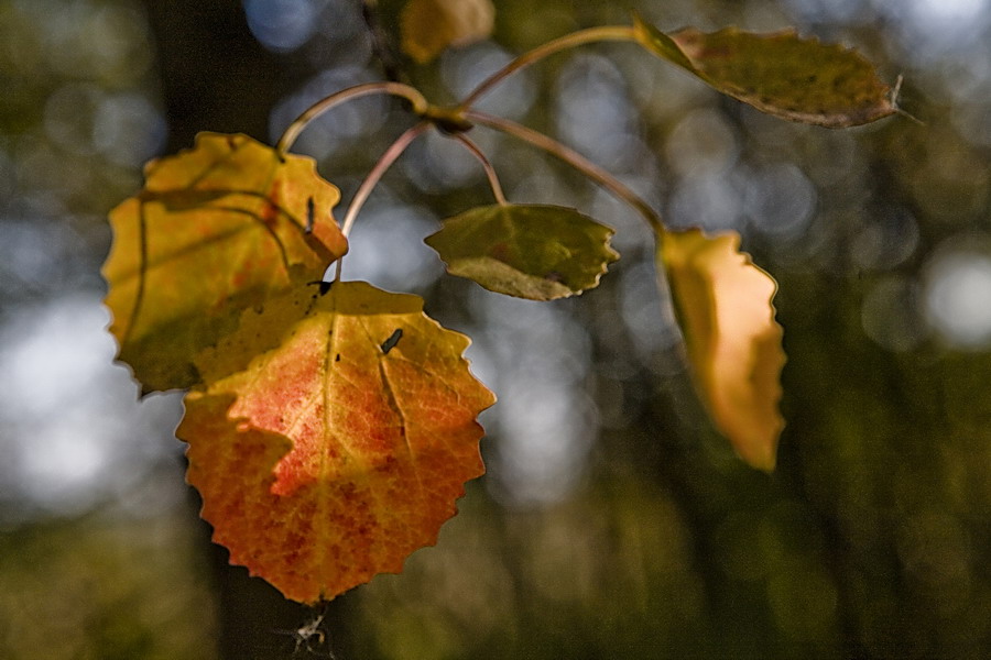 photo "Palette" tags: landscape, fragment, autumn