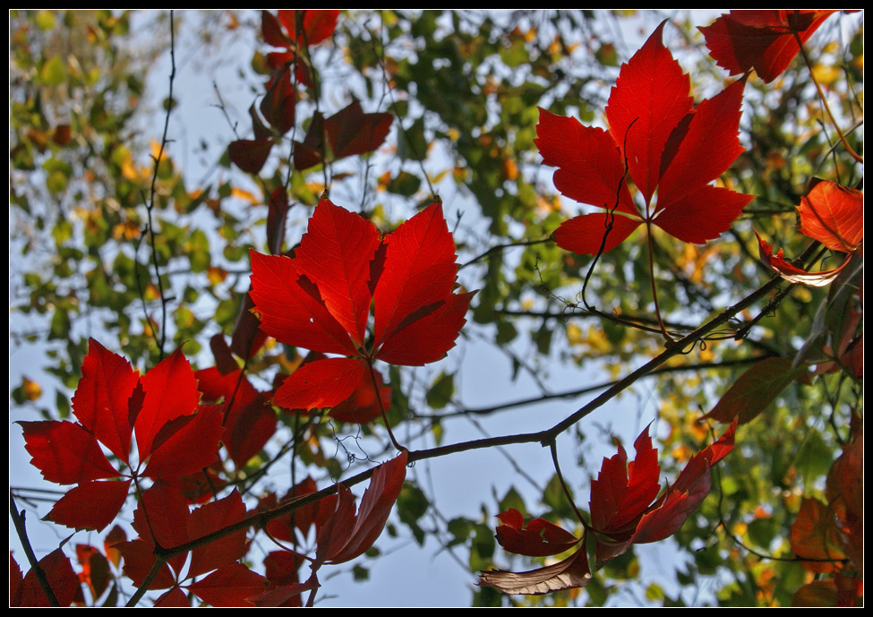 photo "Autumn Light" tags: , 